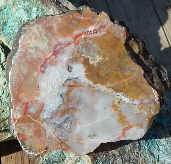Utah gem coprolite specimen