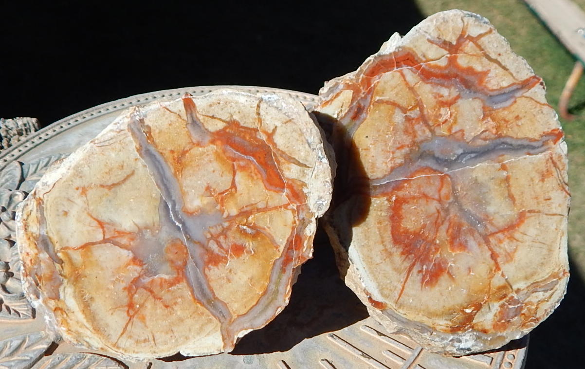 Utah gem coprolite pair specimens