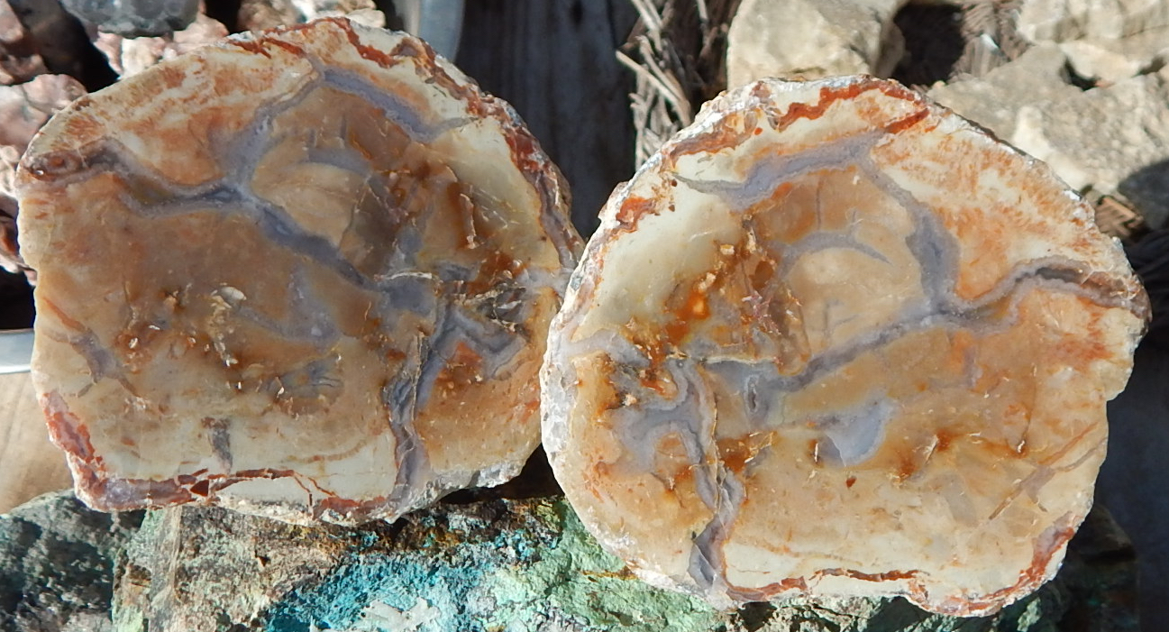 Utah coprolite pair specimen