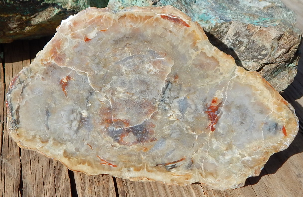Utah coprolite uct & polished slab