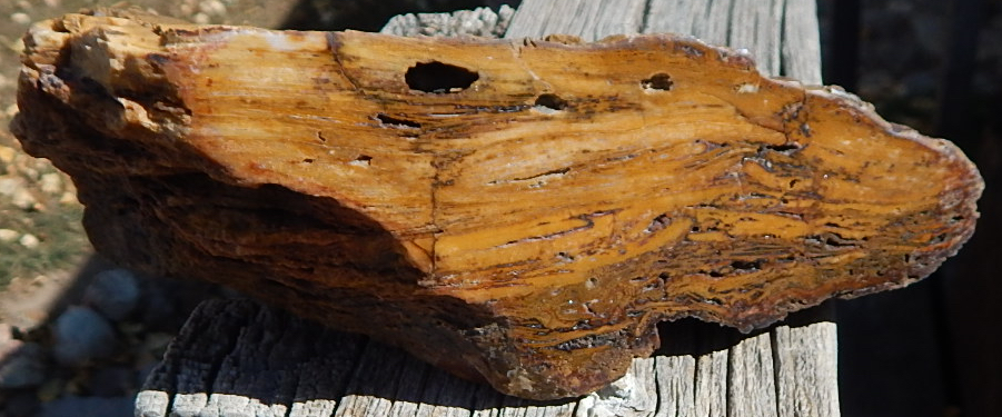Unknown Morrison Petrified Wood Specimen