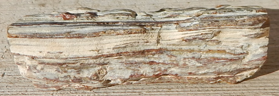 HooDoo Oregon Petrified Wood Specimen