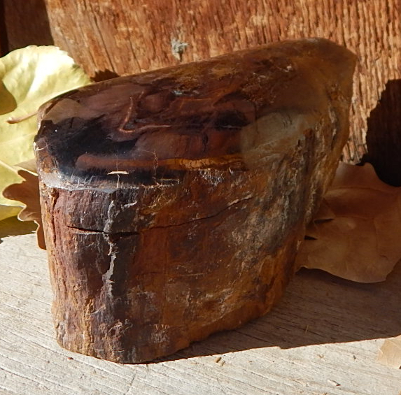 Utah gem chinle Petrified Wood contour polished specimen