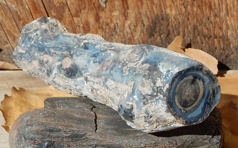 Blue Forest WY Petrified Wood cut & polished specimen