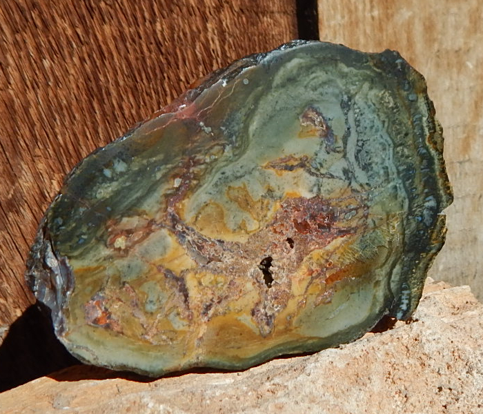 Utah Coprolite cut & polished slab