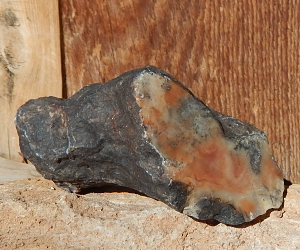 Utah coprolite cut & polished specimen