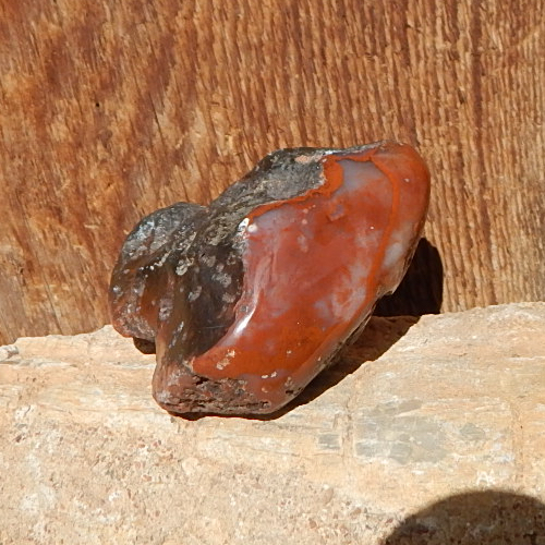 Utah Coprolite contour polished specimen