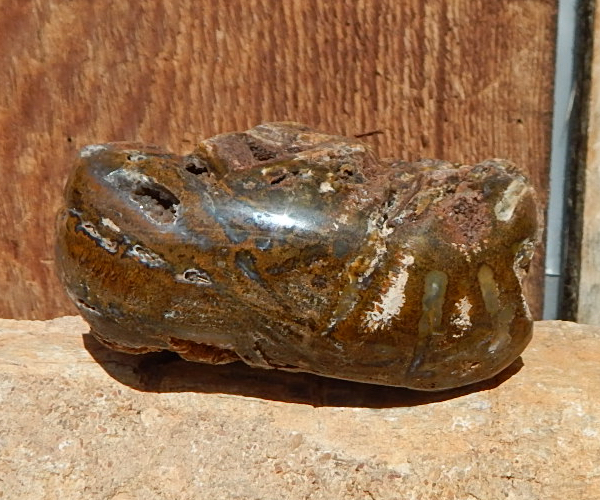 S. Utah Cycad contour polished specimen