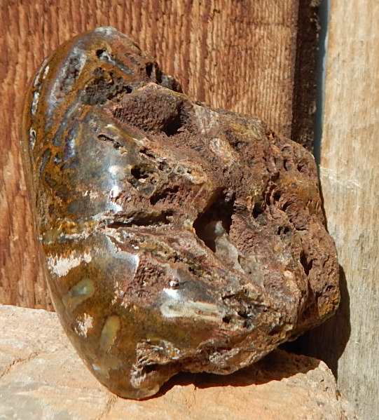 Utah Petrified Cycad contour polished specimen