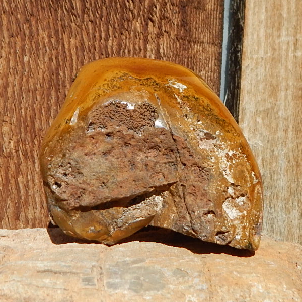 Utah Petrified Cycad Wood contour polished specimen