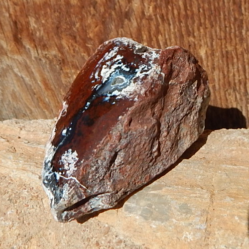Utah Petrified Wood polished specimen