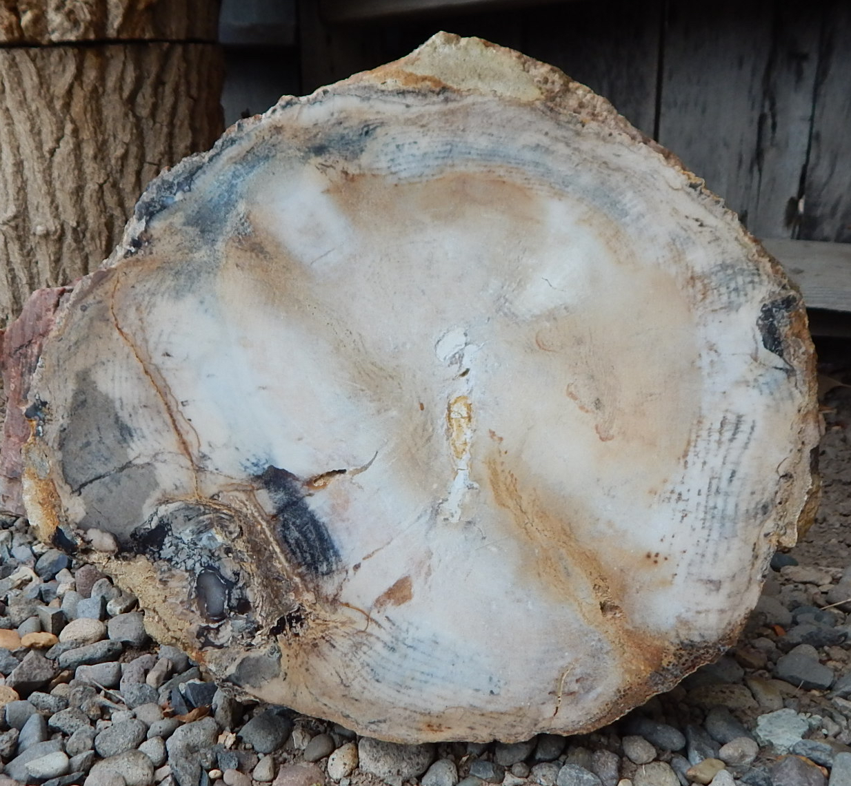 Unknown probably Utah large Petrified Wood Round Specimen